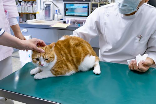 ペット病院の診察台上の猫の写真